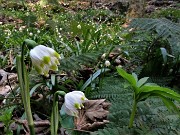 24 Leucojum vernum (Campanelle)